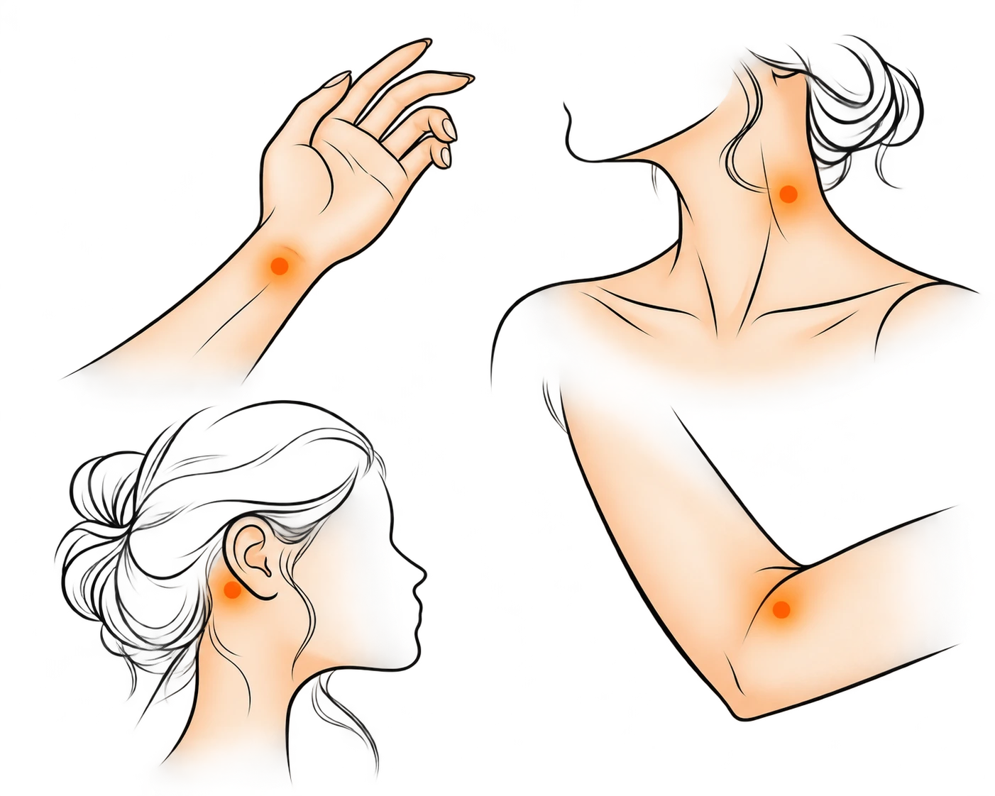 Orange Pulse Point Body Illustrations